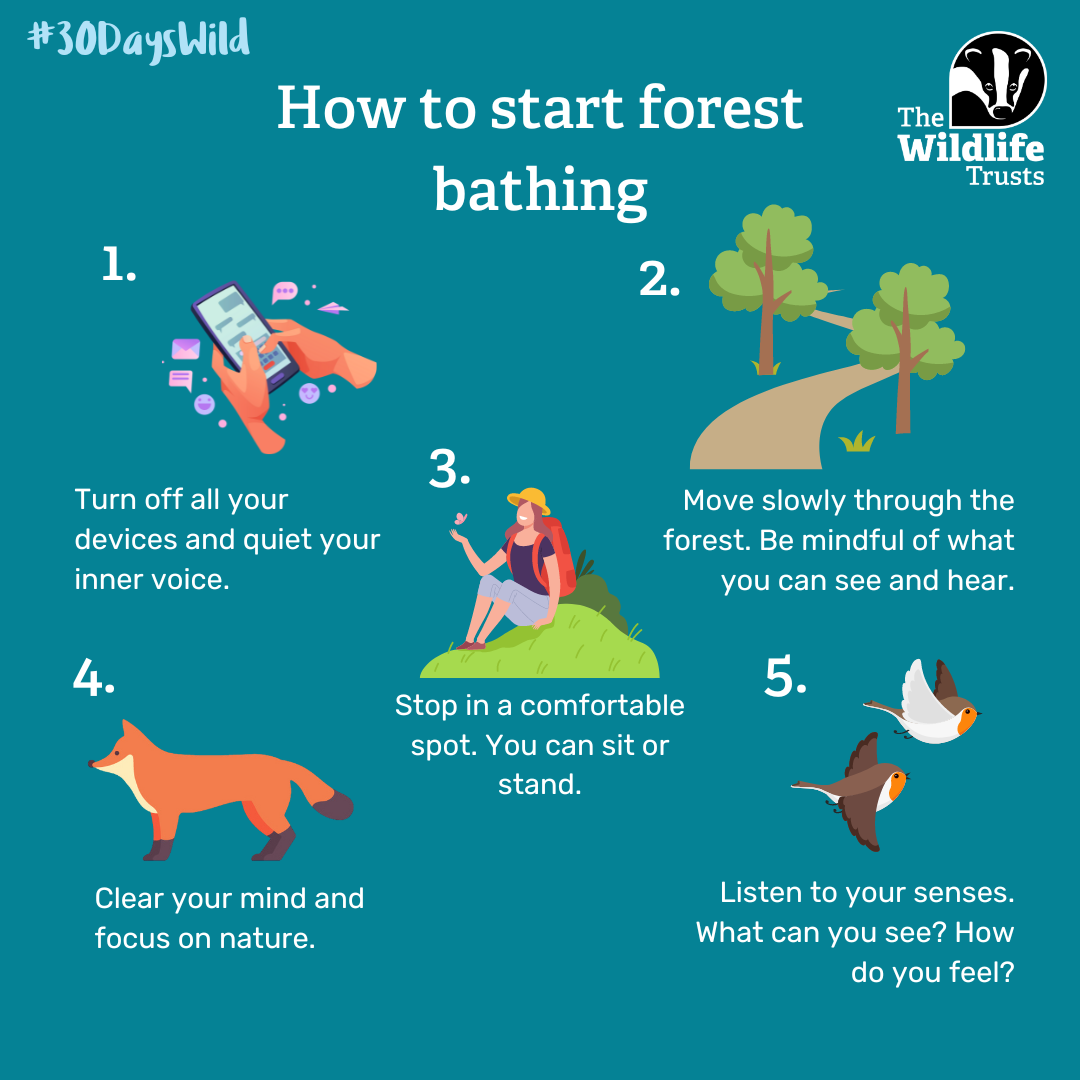 How to start forest bathing | The Wildlife Trusts